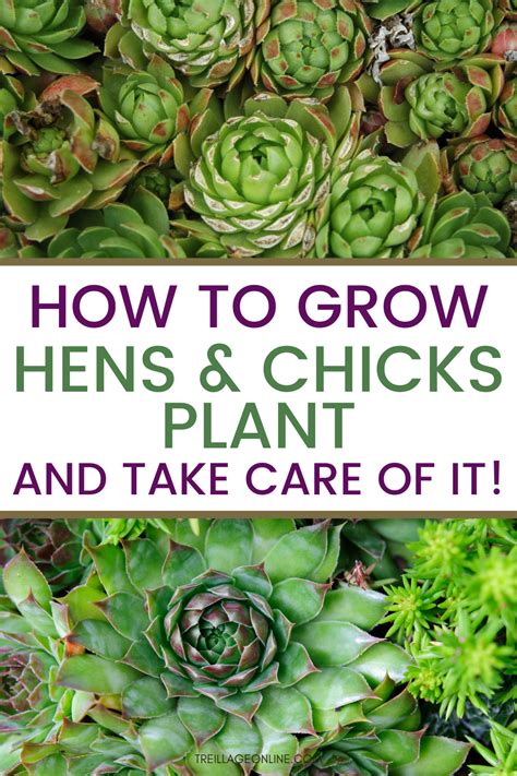 How To Plant And Grow Hens And Chicks The How To Home How To Plant And Grow Hens And Chicks The How To Home
