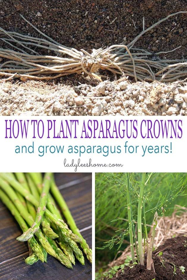 How To Plant Asparagus Crowns And Grow Asparagus For Years Artofit How To Plant Asparagus Crowns And Grow Asparagus For Years Artofit