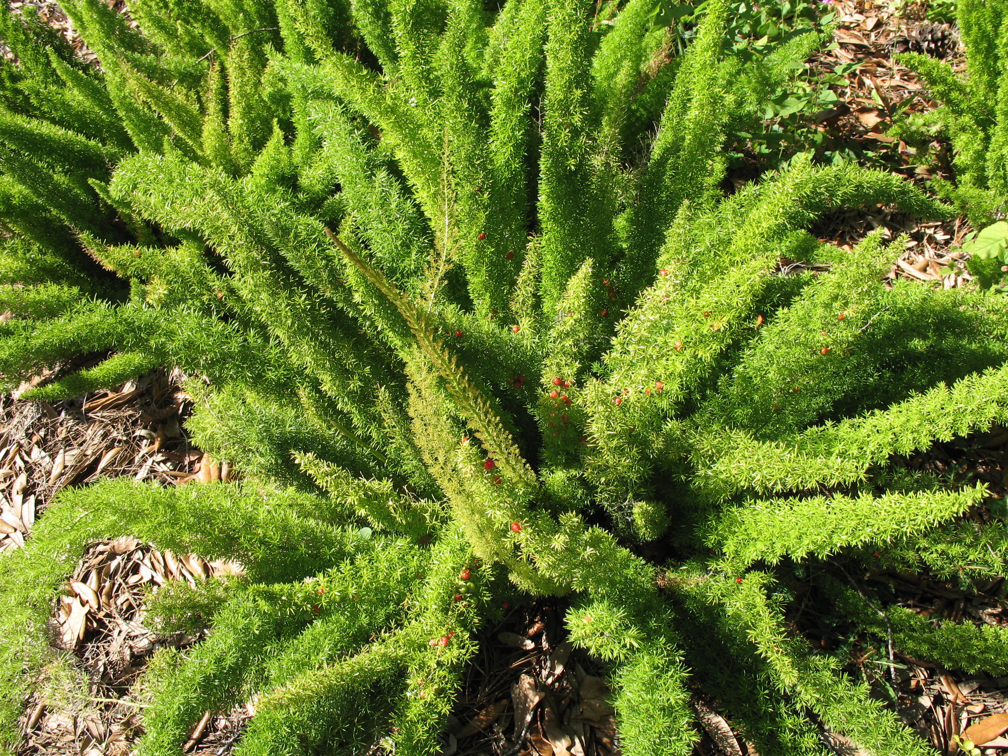 How To Plant Asparagus Crowns How To Plant Asparagus Crowns