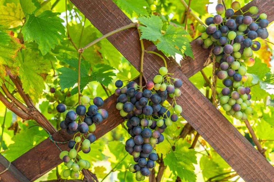 4 Tips for Planting Grape Vines