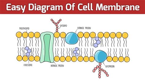 Master the Cell Membrane: Remembering Made Easy