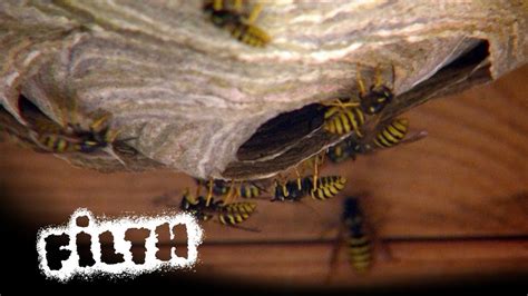 How To Remove A Wasps Nest What S Inside Youtube How To Remove A Wasps Nest What S Inside Youtube