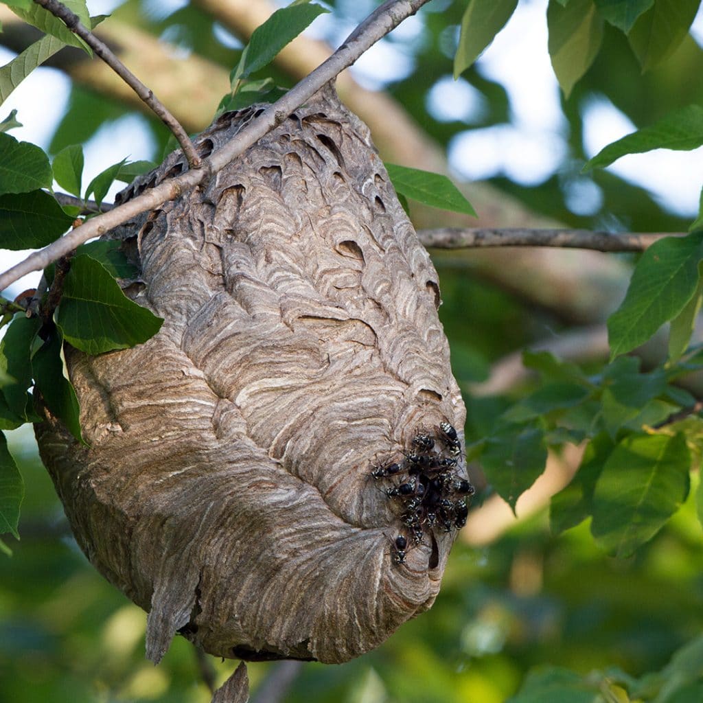 How To Remove A Yellow Jacket Nest Extermpro How To Remove A Yellow Jacket Nest Extermpro