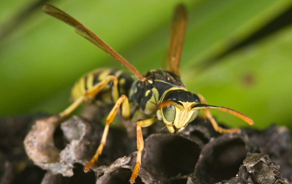 How To Remove Wasp Nest A Comprehensive Guide How To Remove Wasp Nest A Comprehensive Guide