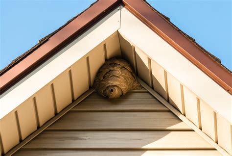How To Remove Wasp Nests Eliminate Em Pest Control How To Remove Wasp Nests Eliminate Em Pest Control