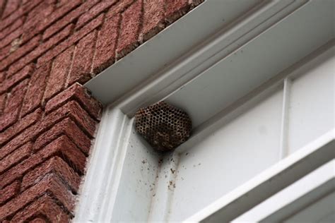 How To Remove Wasps Nest Around A Window Frame Wasp Control Services How To Remove Wasps Nest Around A Window Frame Wasp Control Services