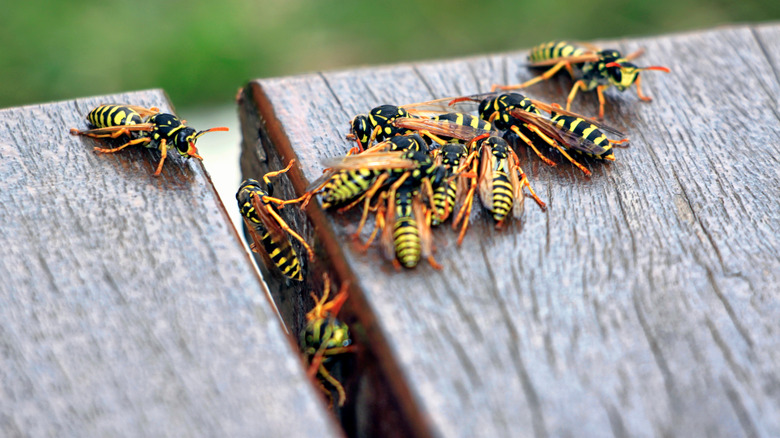 Get Rid of House Centipedes: 3 Tips
