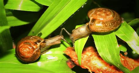 The Life Cycle of Snail Reproduction