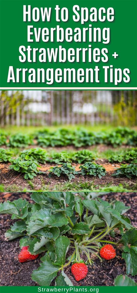 How To Space Everbearing Strawberries Arrangement Tips Strawberry How To Space Everbearing Strawberries Arrangement Tips Strawberry