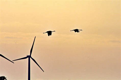 How Wind Turbines Could Coexist Peacefully With Bats And Birds