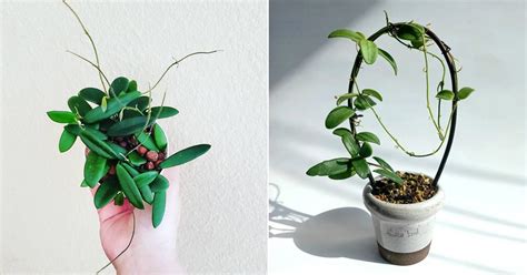 Hoya Lyi Care Guide Growing Hoya Lyi Balcony Garden Web