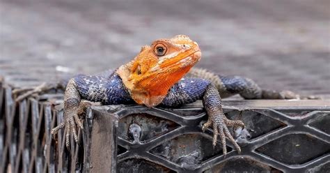 Huge Agama Lizards Are Everywhere Port Charlotte News Yoursun Com Huge Agama Lizards Are Everywhere Port Charlotte News Yoursun Com