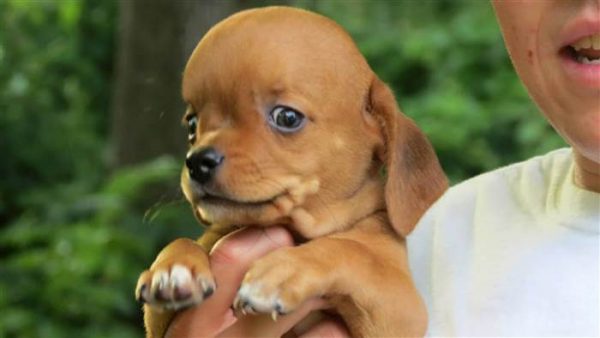 Understanding Hydrocephalus in Dogs: Lifespan Insights