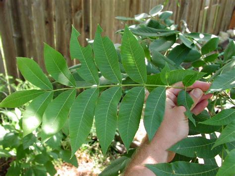 10 Ways to Identify Pecan Tree Leaves