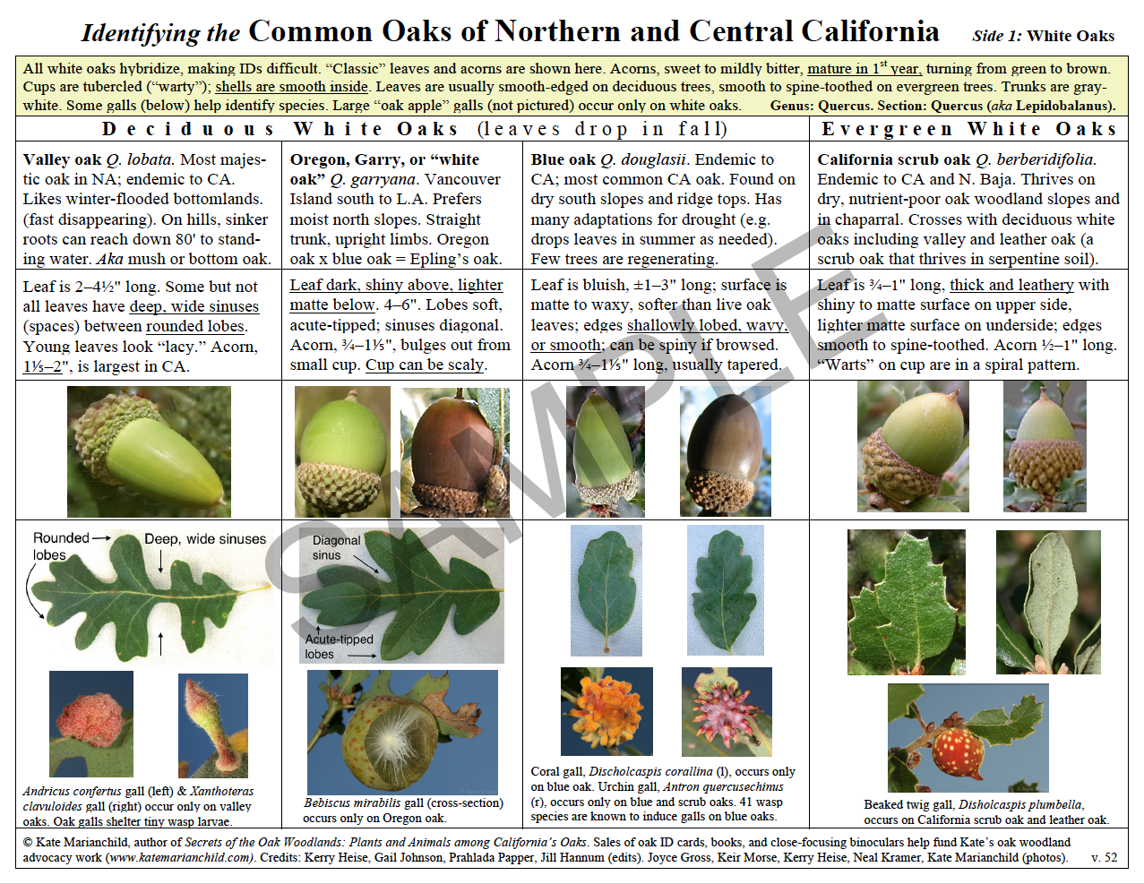 Signs and Characteristics of White Oak Trees