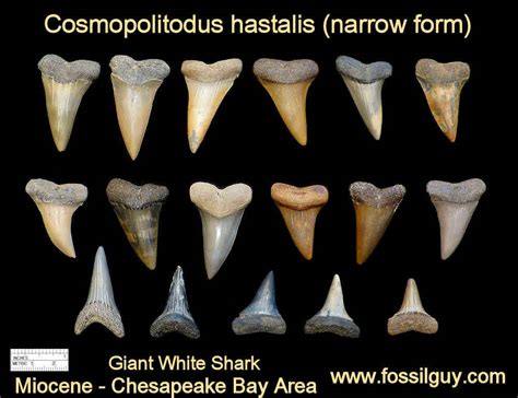 Expert Guide: Identifying Fossilized Teeth