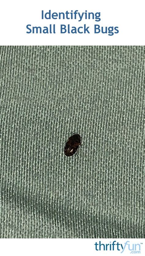 Identifying Tiny Bugs Thriftyfun Identifying Tiny Bugs Thriftyfun