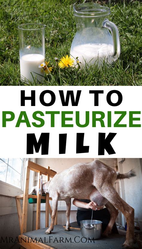 If You Have A Cow Or Goat And An Abundance Of Milk You May Wonder If If You Have A Cow Or Goat And An Abundance Of Milk You May Wonder If