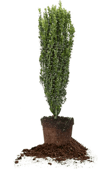 Ilex Sky Pencil Holly Gallon Pot Sandy S Nursery Online Ilex Sky Pencil Holly Gallon Pot Sandy S Nursery Online