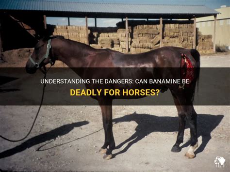 Understanding Banamine's Benefits for Horses