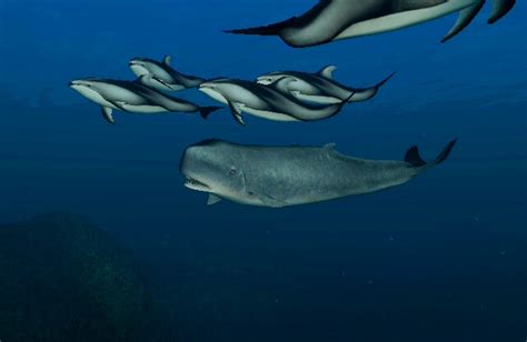 Image Pygmy Sperm Whale Deep Hole 2 Jpg Endless Ocean Wiki Image Pygmy Sperm Whale Deep Hole 2 Jpg Endless Ocean Wiki