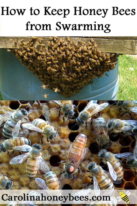 Improving Honey Bee Swarm Prevention Techniques Carolina Honeybees Improving Honey Bee Swarm Prevention Techniques Carolina Honeybees