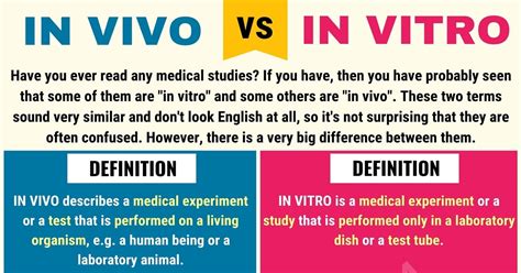 Unraveling the Mystery: In Vivo vs In Vitro