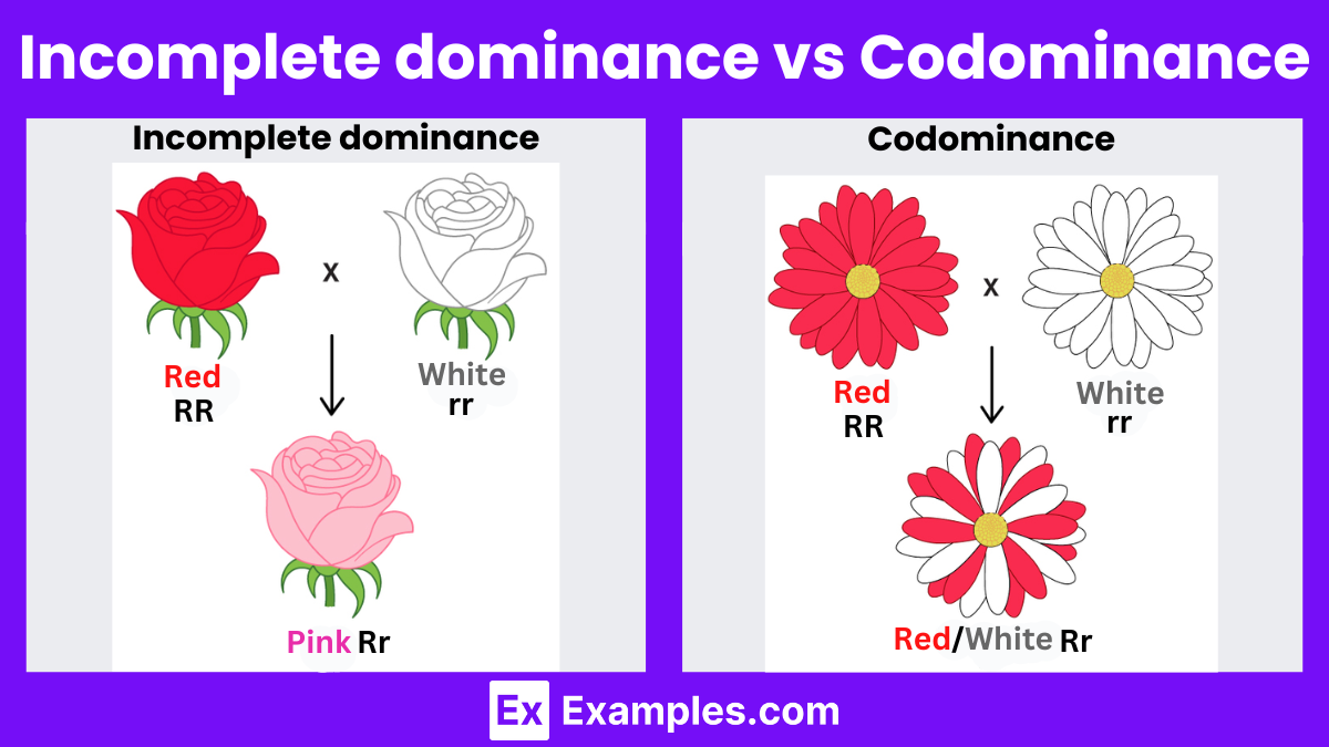 Incomplete Dominance Examples In Humans Incomplete Dominance Examples In Humans