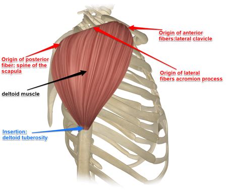 Unveiling the Deltoid's Powerful Insertion