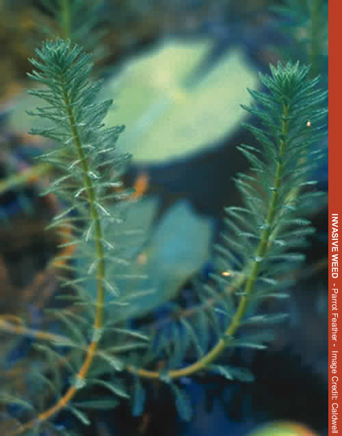 Invasive Plants The Arizona Native Plant Society Invasive Plants The Arizona Native Plant Society