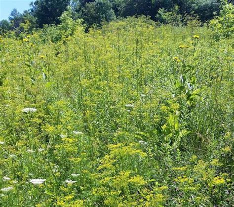 The Unexpected Invaders: Grassland Threats The Unexpected Invaders: Grassland Threats