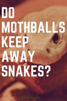 Mothballs: A Snake Repellent? Mothballs: A Snake Repellent?