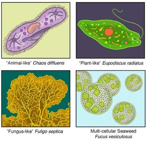 Unraveling Protista: Are They Unicellular?