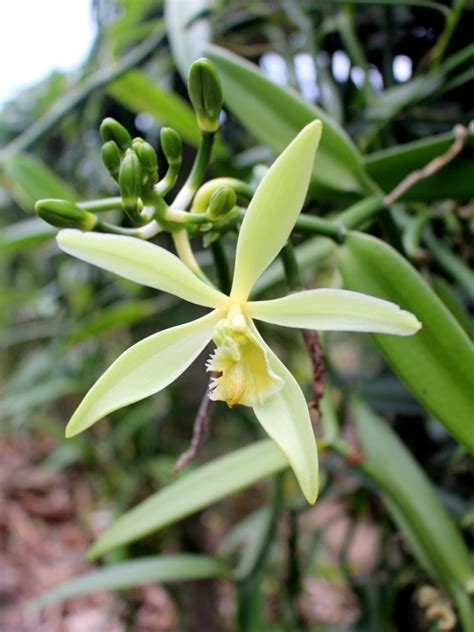 Unveiling the Orchid: Vanilla's Secret Identity