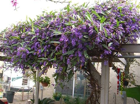 The Ivy's Purple Paradise