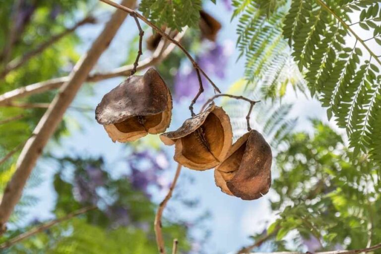 Jacaranda Tree Plant Care And Growing Guide Jacaranda Tree Plant Care And Growing Guide