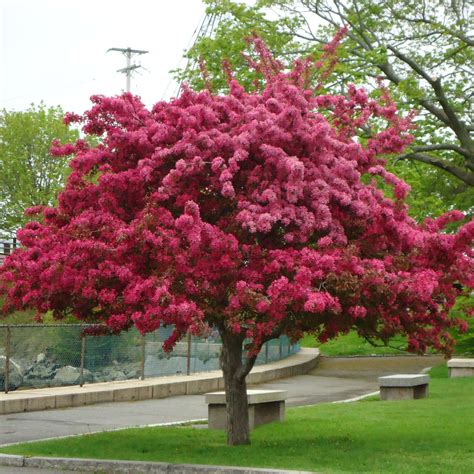 The Ultimate Guide to Japanese Crab Trees