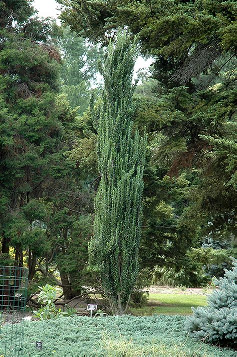 Sky Pencil Holly: A Vertical Wonder Sky Pencil Holly: A Vertical Wonder