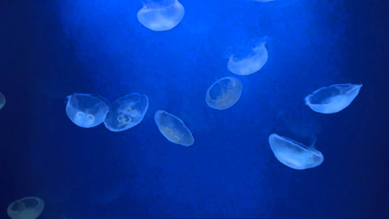 Jellyfish Bloom Oregon Coast Aquarium Macro Hd Youtube