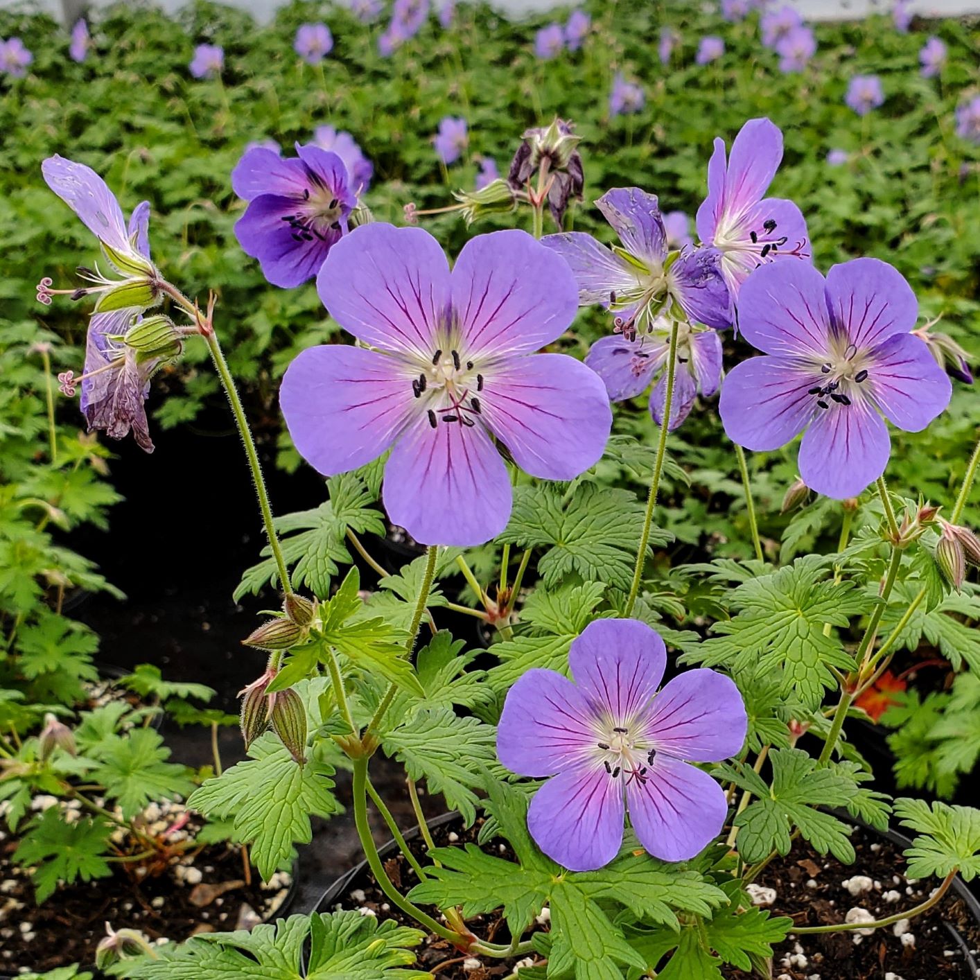 Unveiling Johnson's Geranium Blue: A Botanical Delight