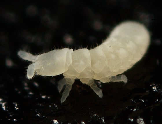 How to Identify and Get Rid of Jumping Bugs