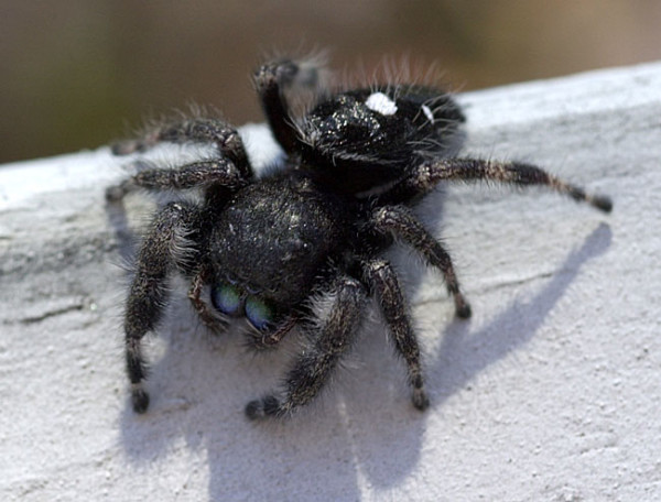 Jumping Spiders Spider Bite Treatment Jumping Spiders Spider Bite Treatment