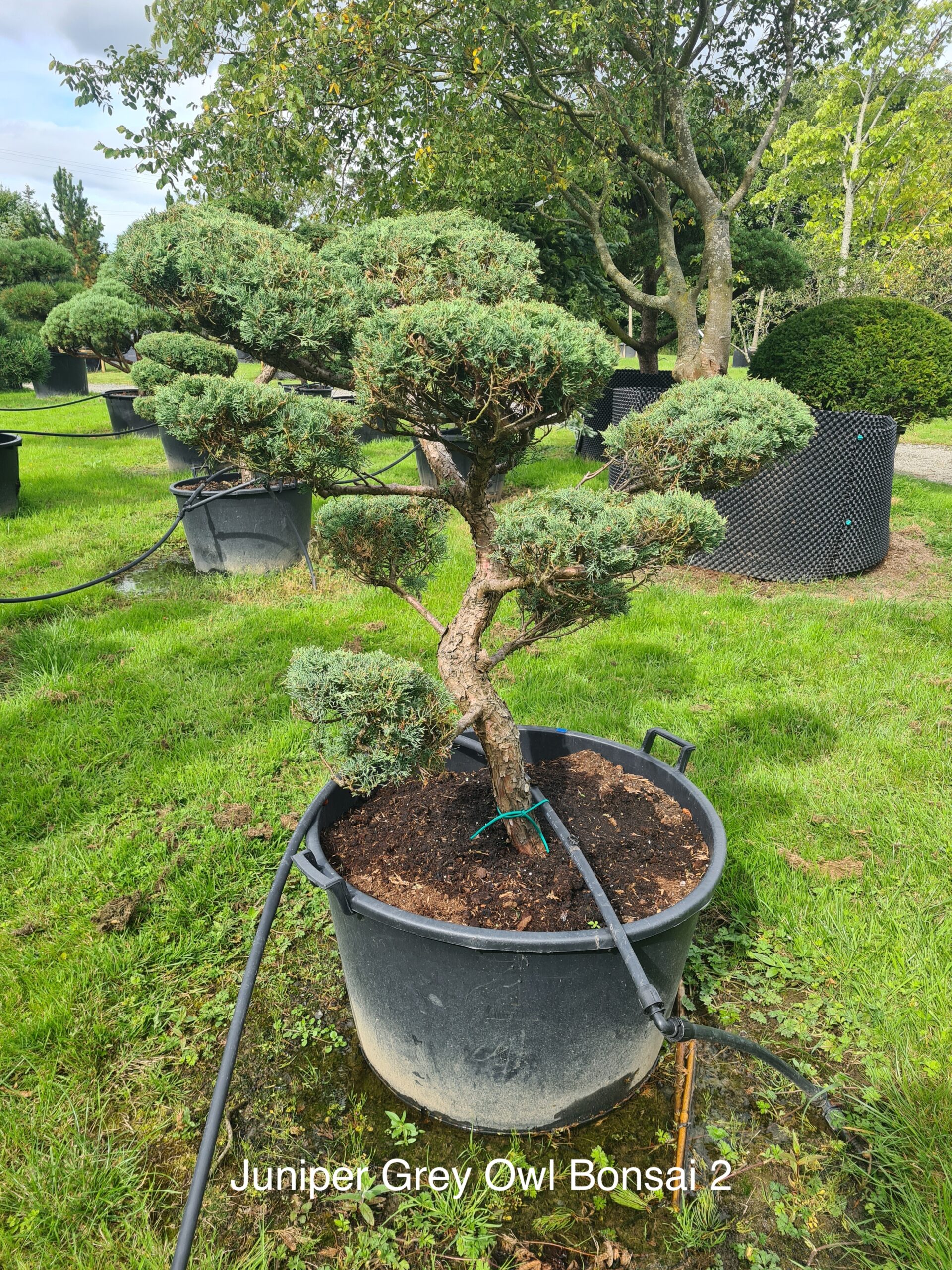Juniper Grey Owl Specimen Bonsai Caragh Nurseries Juniper Grey Owl Specimen Bonsai Caragh Nurseries