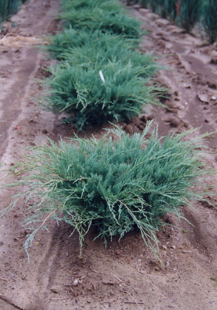 Juniperus Virginiana Grey Owl Juniper Ebert S Greenhouse Juniperus Virginiana Grey Owl Juniper Ebert S Greenhouse