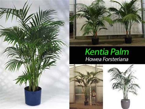 Kentia Palm Care Growing The Beautiful Howea Forsteriana Kentia Palm Care Growing The Beautiful Howea Forsteriana