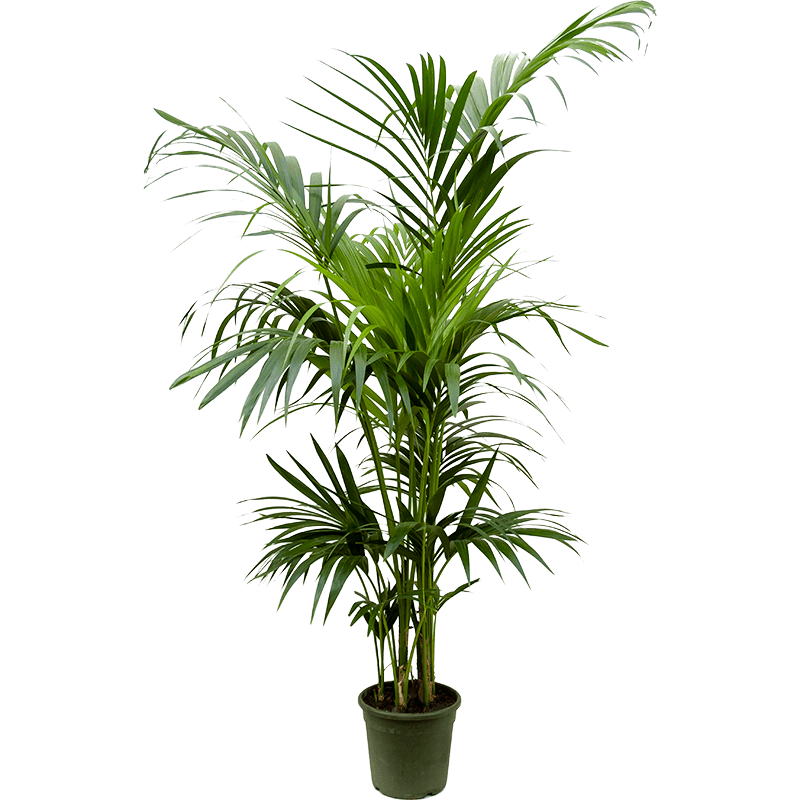 Kentia Palm Care: A Comprehensive Guide Kentia Palm Care: A Comprehensive Guide