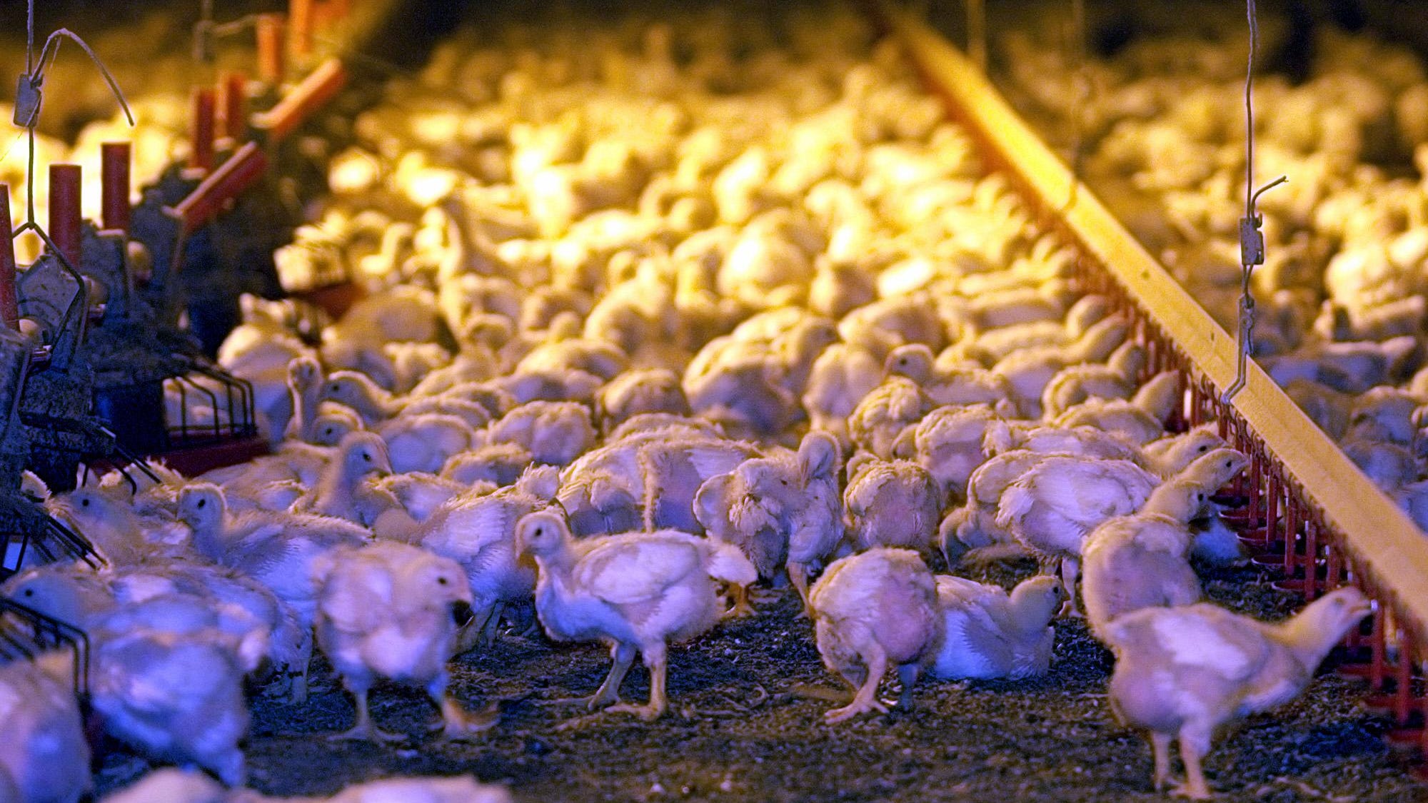 The Humane Chicken Slaughter Guide
