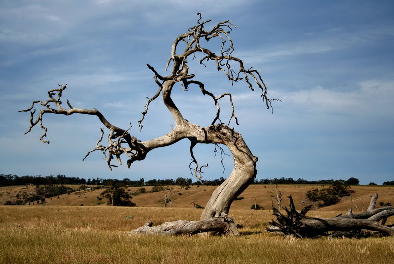 The Simple Guide: 7 Ways to Kill a Tree