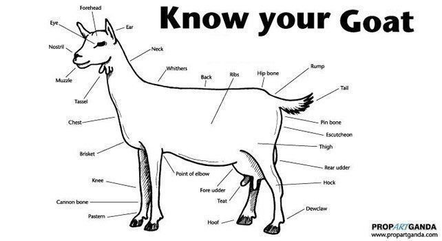 Know Your Goat The Fact Site Know Your Goat The Fact Site