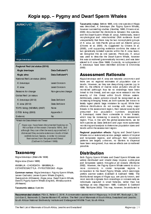 Kogia Dwarf And Pygmy Sperm Whales Kogia Dwarf And Pygmy Sperm Whales
